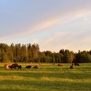 Fall Pasture Management Tips