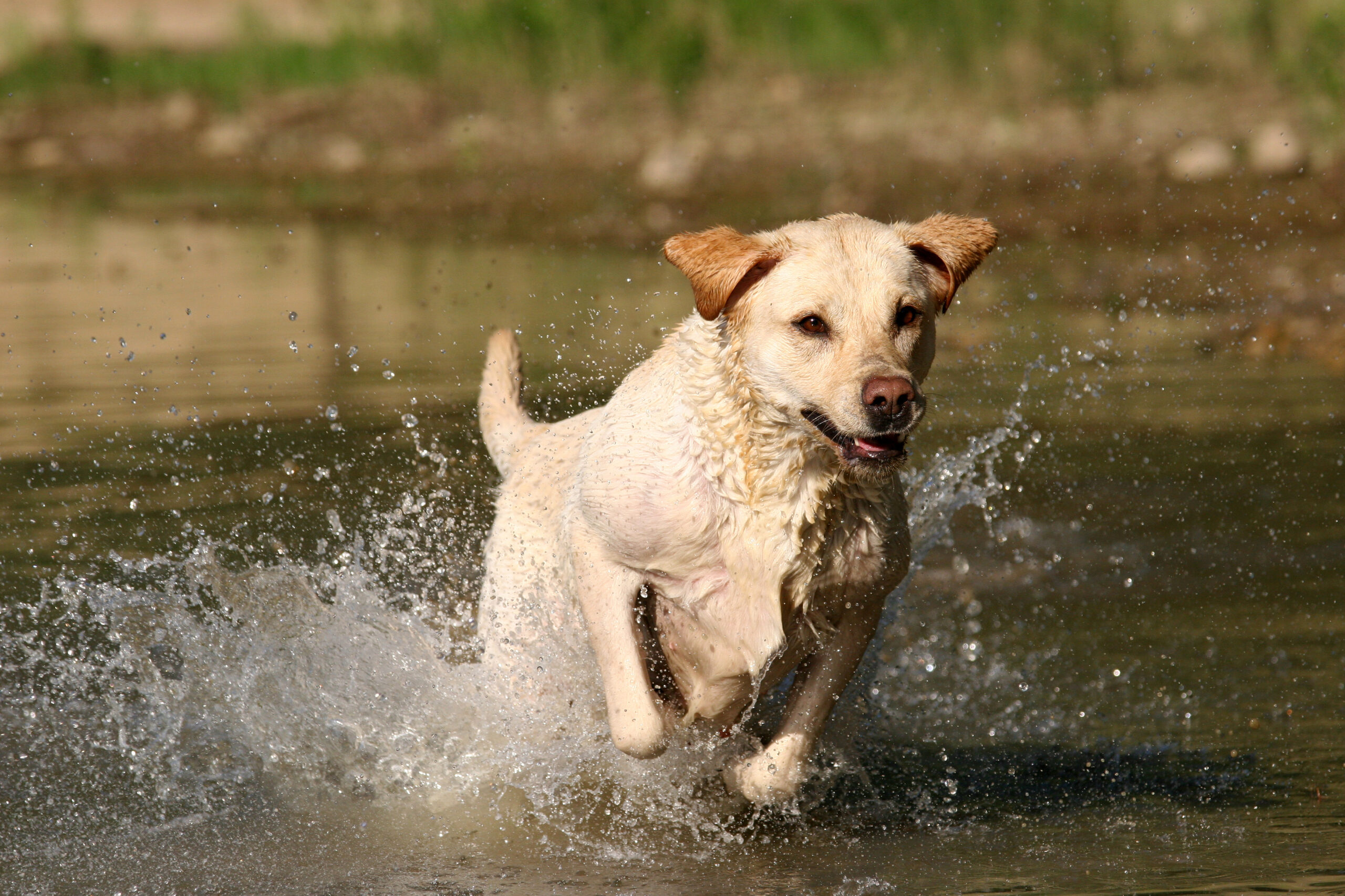 Keeping Pets Safe During Hunting Season