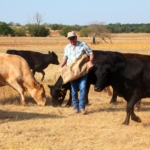 Cattle Cubes