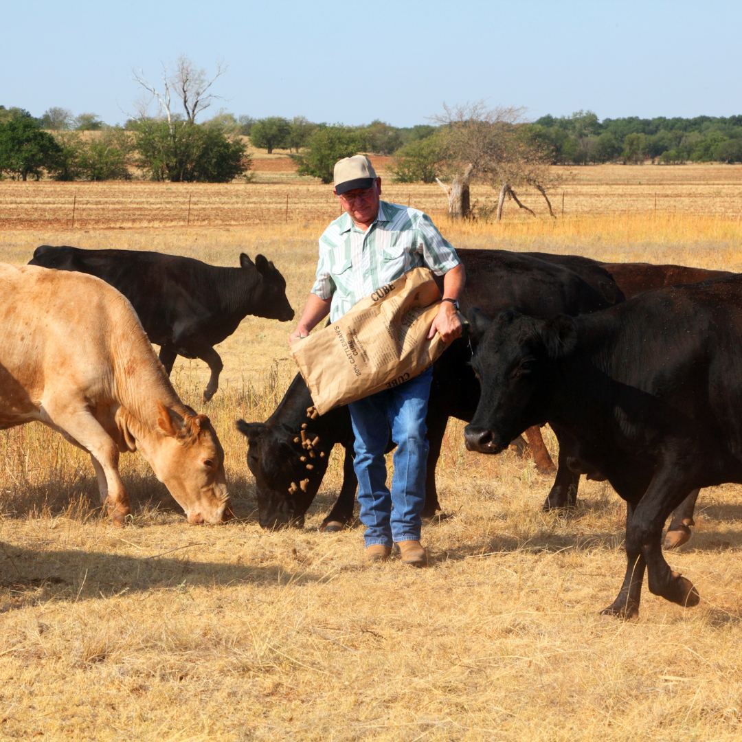 Cattle cubes