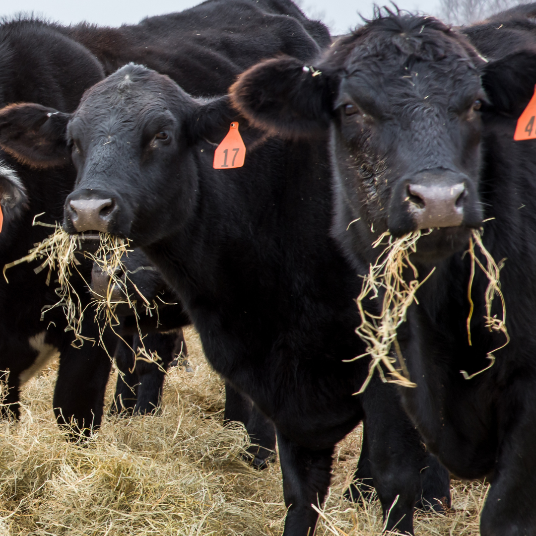 Livestock winter feeding and supplementation 