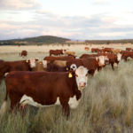 Cattle in field