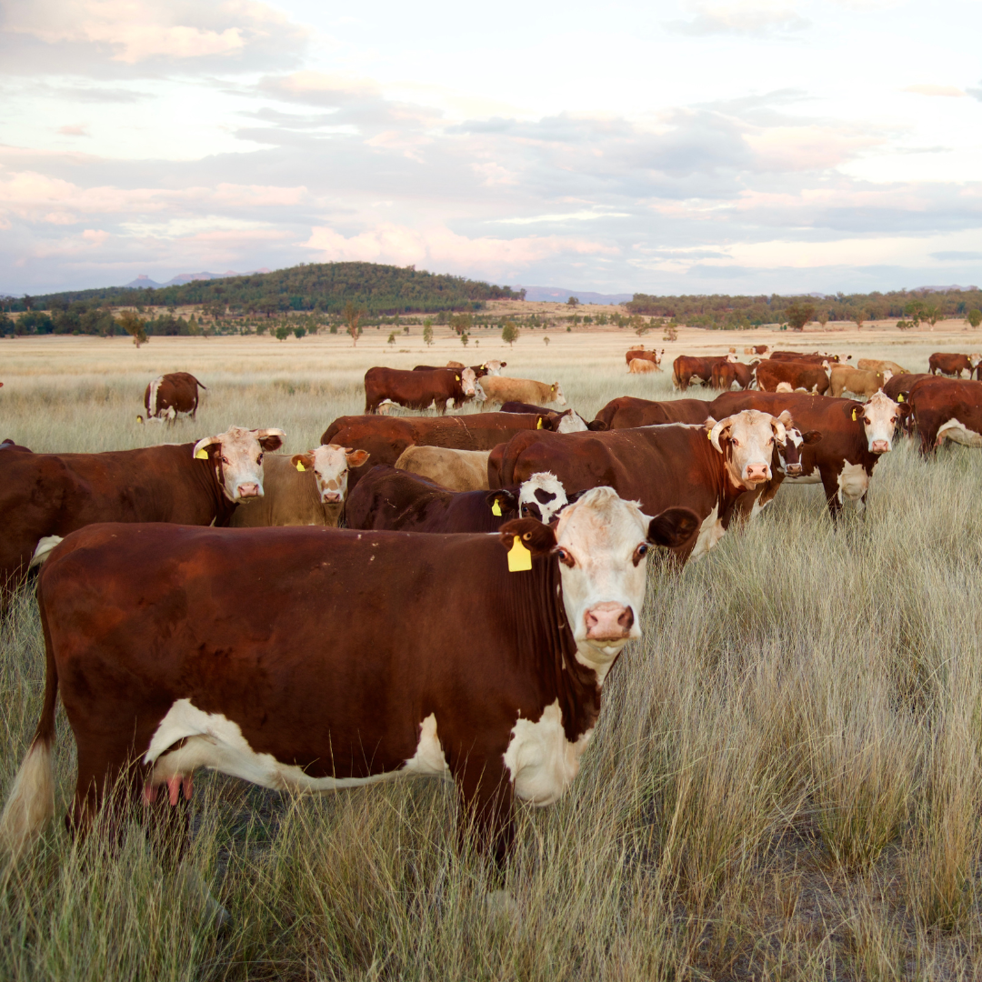 Cattle in the field, winter supplementation