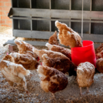 Chickens