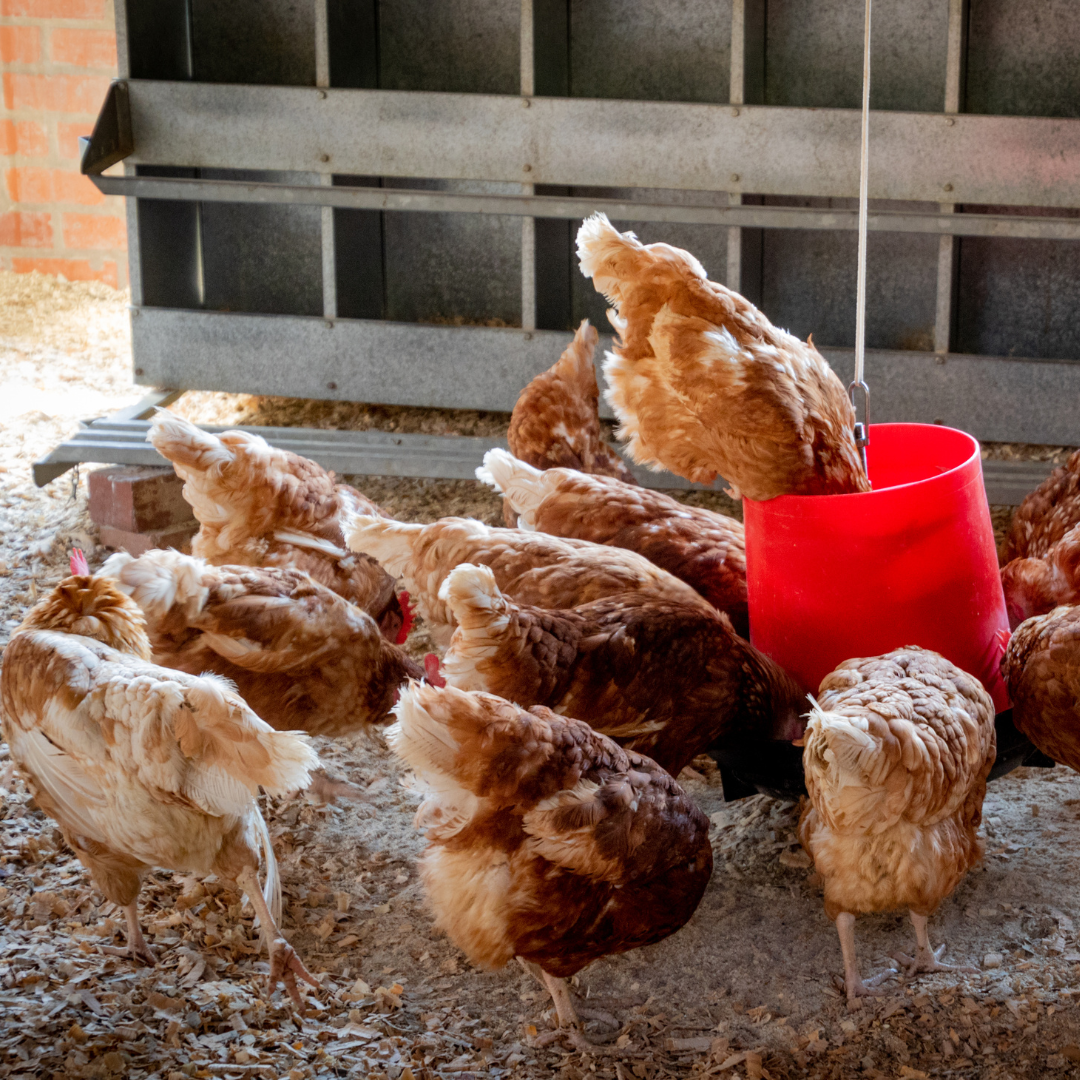 Chickens in winter