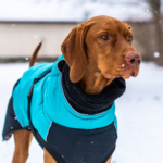 Large dog with coat