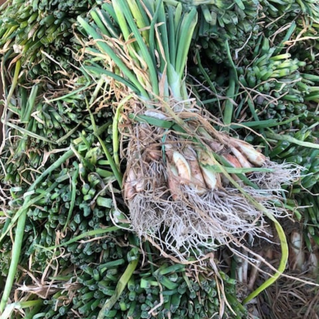 Onion sets at Argyle Feed Store