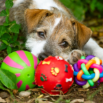 Pet with toys
