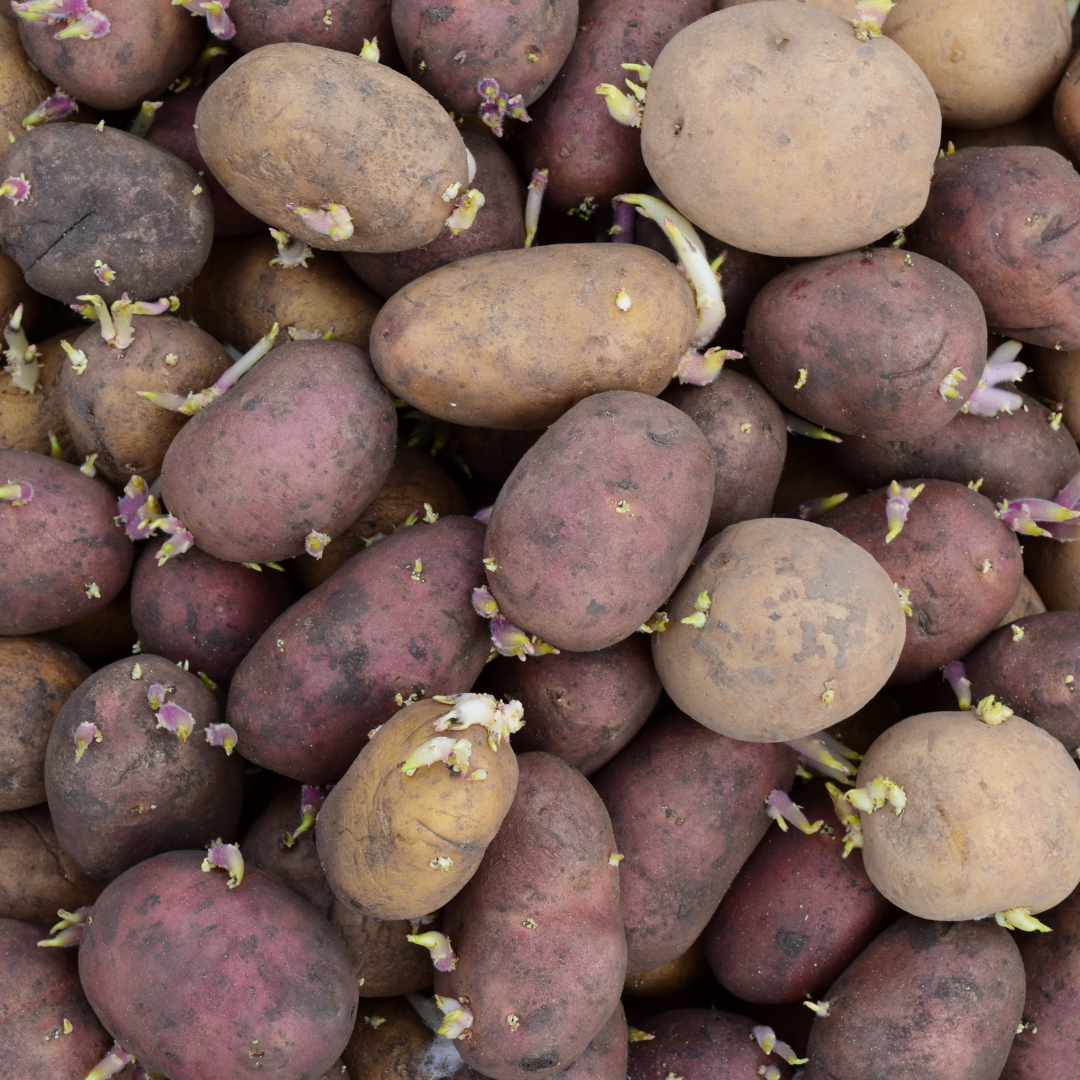 Planting Seed Potatoes