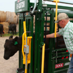 Vaccinating Cattle