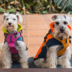 small dog with coat