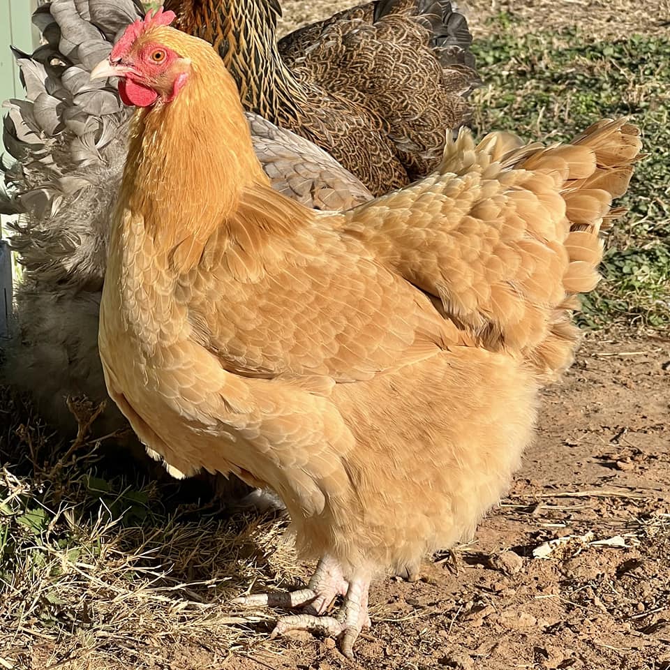 Chick Days at Argyle Feed Store