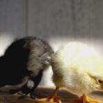 Smart Slider ‹ Argyle Feed Store — WordPress.mp4_snapshot_00.04_[2024.01.24_04.21.56]